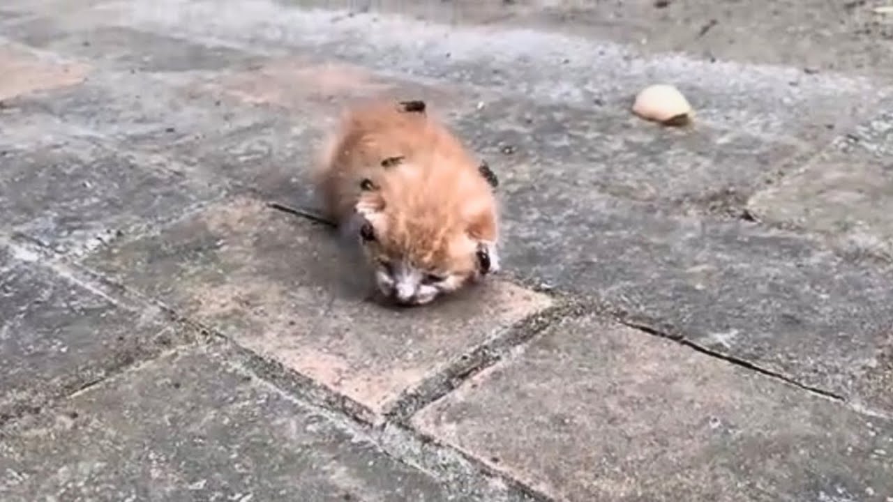 Motherless Kitten, Bitten and Laid with Eggs by Flies, Near Death, Utters Weak Cries for Help