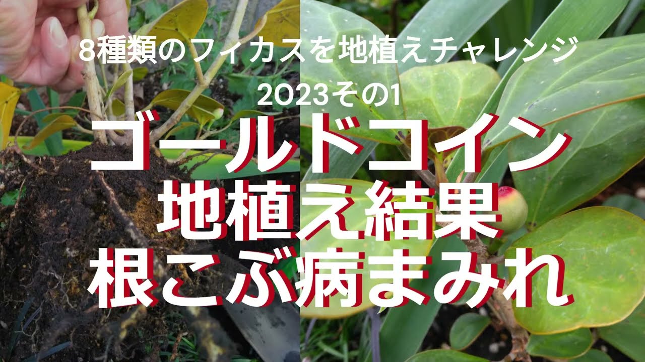 コバンボダイジュ地植え結果2023