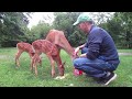 Ep 7:  My Deer Friends and New Fawns! :-) Summer 2017