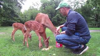 Ep 7:  My Deer Friends and New Fawns! :) Summer 2017