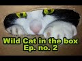   wild cat in the box    ep 2  