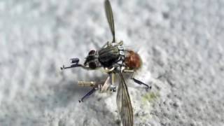 SPY Mosquito Drone from U S Military - YouTube