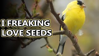 American Goldfinch facts: worth their weight in gold! | Animal Fact Files