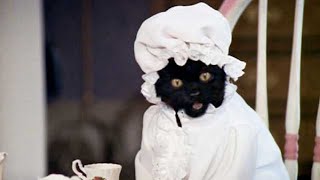 9 Funniest Salem the Cat Moments