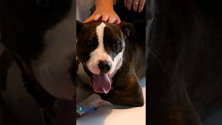 This Sweet Pit Bull Was rescued From Abusive Owners I Cesar Millan