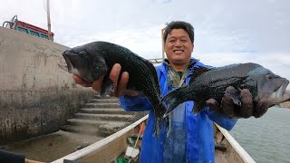 近海撒网继续上大货，碰上孔雀鱼群，黑黝黝的一条比一条大