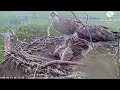 Louis the Loch Arkaig Osprey brings a second fish as the weather worsens wet and windy 19 Jun 2926