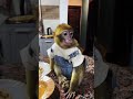 سيزر عمل مفتاح علي التلاجه عشان يأكل لوحدو حسن حسين سيزار القرد سيزار ترند Fyp سيزر عمل مفتاح علي التلاجه عشان يأكل لوحدو حسن حسين سيزار القرد سيزار ترند Fyp