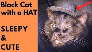 Black Cat In The Hat - SLEEPY & CUTE! Cats in Hats - Jinx The Cat Video 2019 by Muziq The Cat 145 views 4 years ago 1 minute, 17 seconds