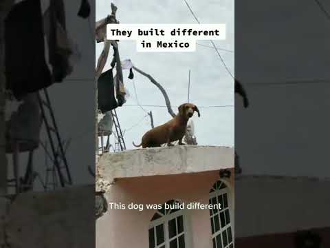 Video: De benarde toestand van een dakhond uit Mexico