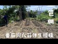 種黃金橙香小番茄【伴生種植】創新搭【籬笆棚】