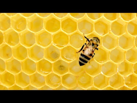 ვიდეო: გეხმარება თუ არა თაფლის ჭამა თივის ცხელების დროს?