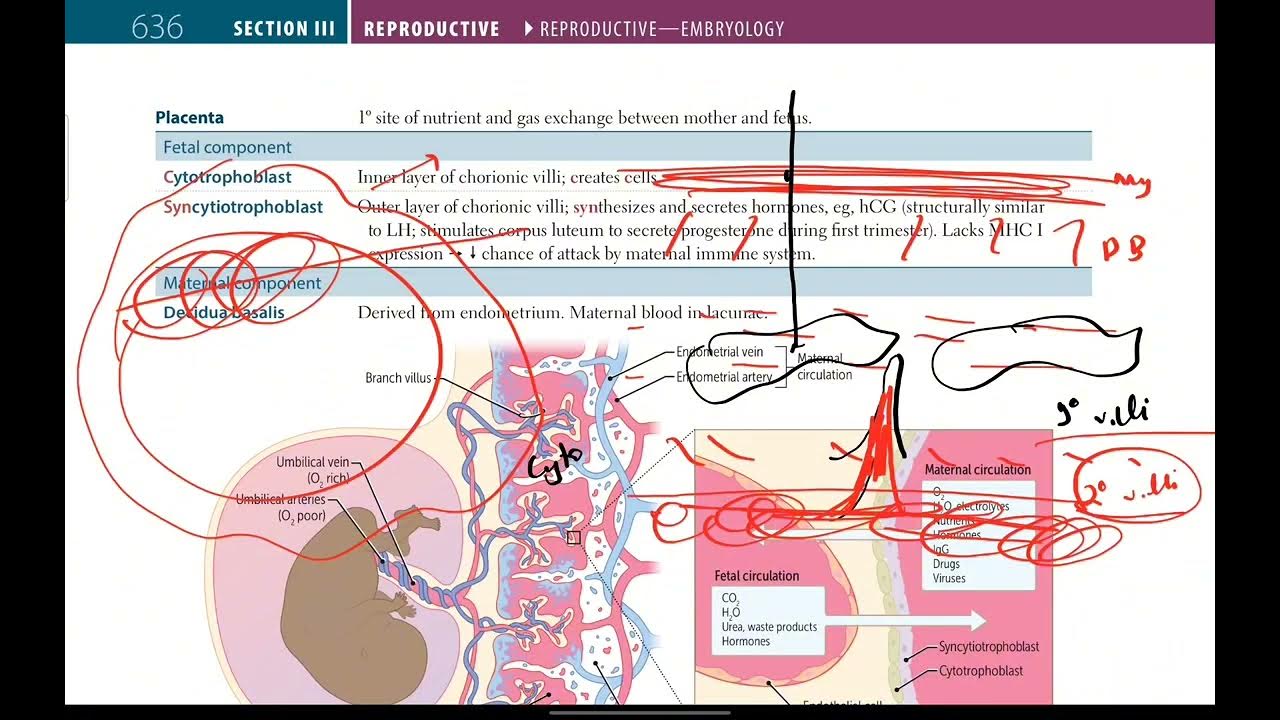 Placenta, Amniotic fluid, Umbilical Cord, Fetal circulation
