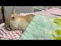 うさぎのモキュ様 14歳おじいちゃんだけど元気ですw がライブ配信します！