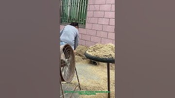 DIY Grain Winnowing: Homemade System Efficiently Separates Grain from Chaff