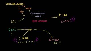 Фотосинтез: цикл Кальвина (видео 5)| Фотосинтез | Биология
