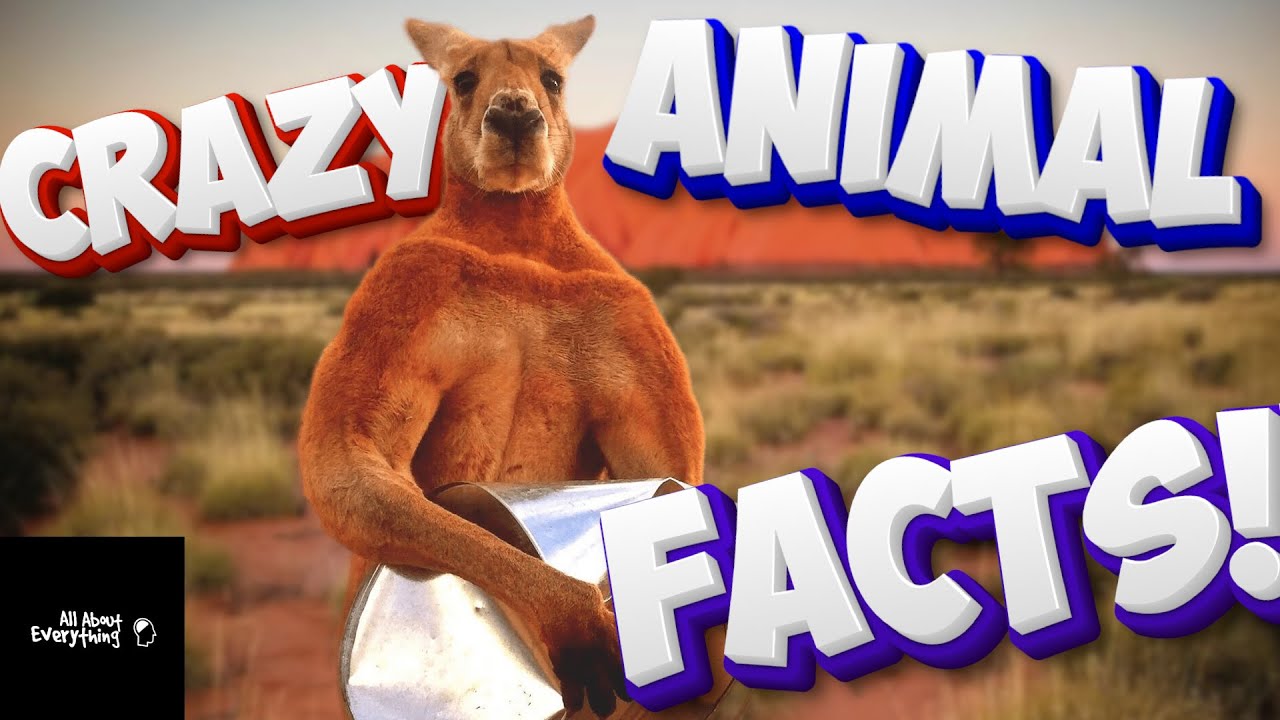 Bizarre Animal Behaviors You Didn t Know About YouTube Bizarre animal behaviors you didn t know about youtube