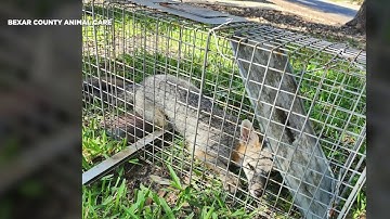 Bexar County health officials urging rabies awareness and pet vaccinations