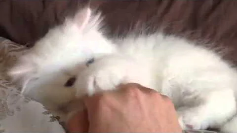 Watch the video about Blue-eyed white doll face Persian-8 weeks old