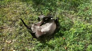 PENSACOLA, FLORIDA:  MONKEY IS FOR ADOPTION AND HER FEE IS SPONSORED!