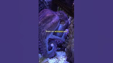 Octopuses Can Remember Faces & HOLD GRUDGES? 🐙😳🧠💡 #shorts