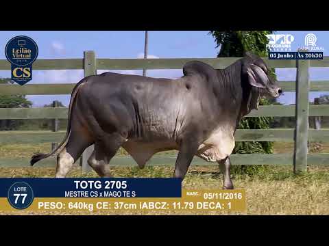 LOTE 77