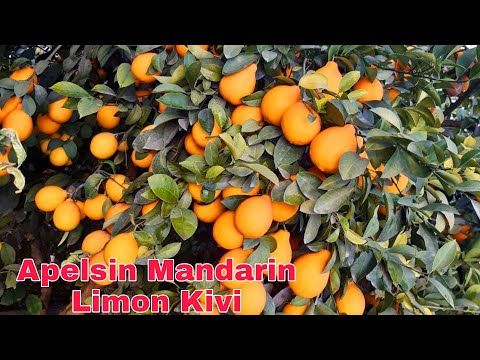 Мандарин Апелсин лимон ва киви кучатлари 📞946266926 Mandarin Apelsin Limon Kivi ko'chatlari xosildor