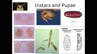 7 5 Diptera Reproduction