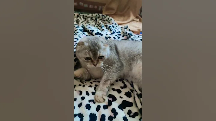 Watch the video about #cat #scottishfold #funny #cutecat #kitten #cute #love #shorts