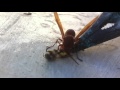 دبور يقطع نحلة رغم تقييده