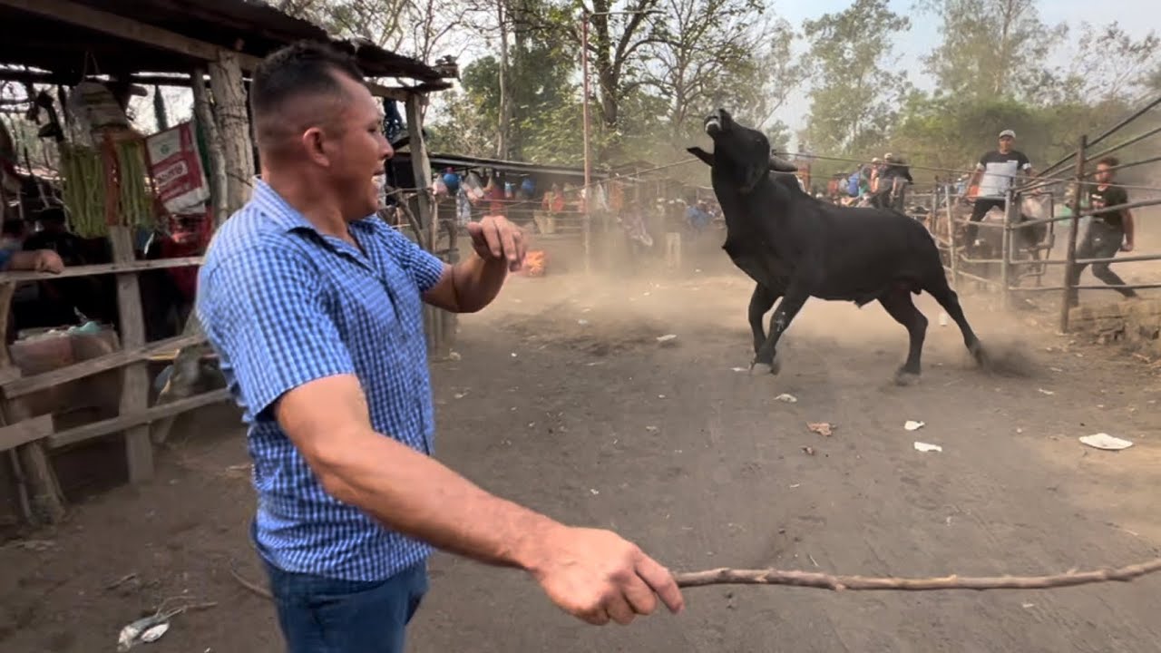Toro bravo en el tiangue de san Miguel casi los golpea