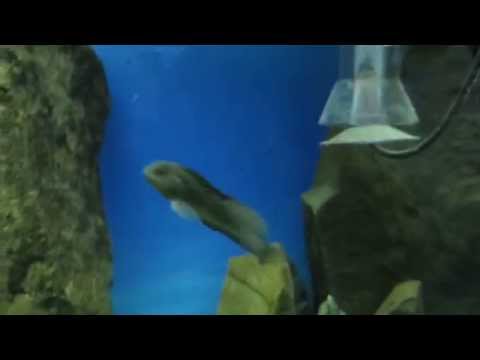 Рыбы ласточки и Морские собачки