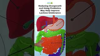 Reducing Overgrowth and Using Probiotics May Help Improve Lactose Intolerance