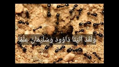 قراءه تهز القلوب و تشرح الصدور للقارئ اسامه ابراهيم