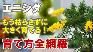 エニシダの育て方 でっかく育てて庭木にしちゃおう Youtube