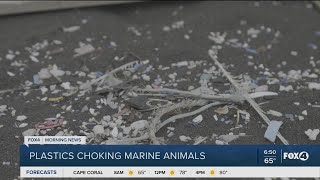 Marine animals being chocked by plastics