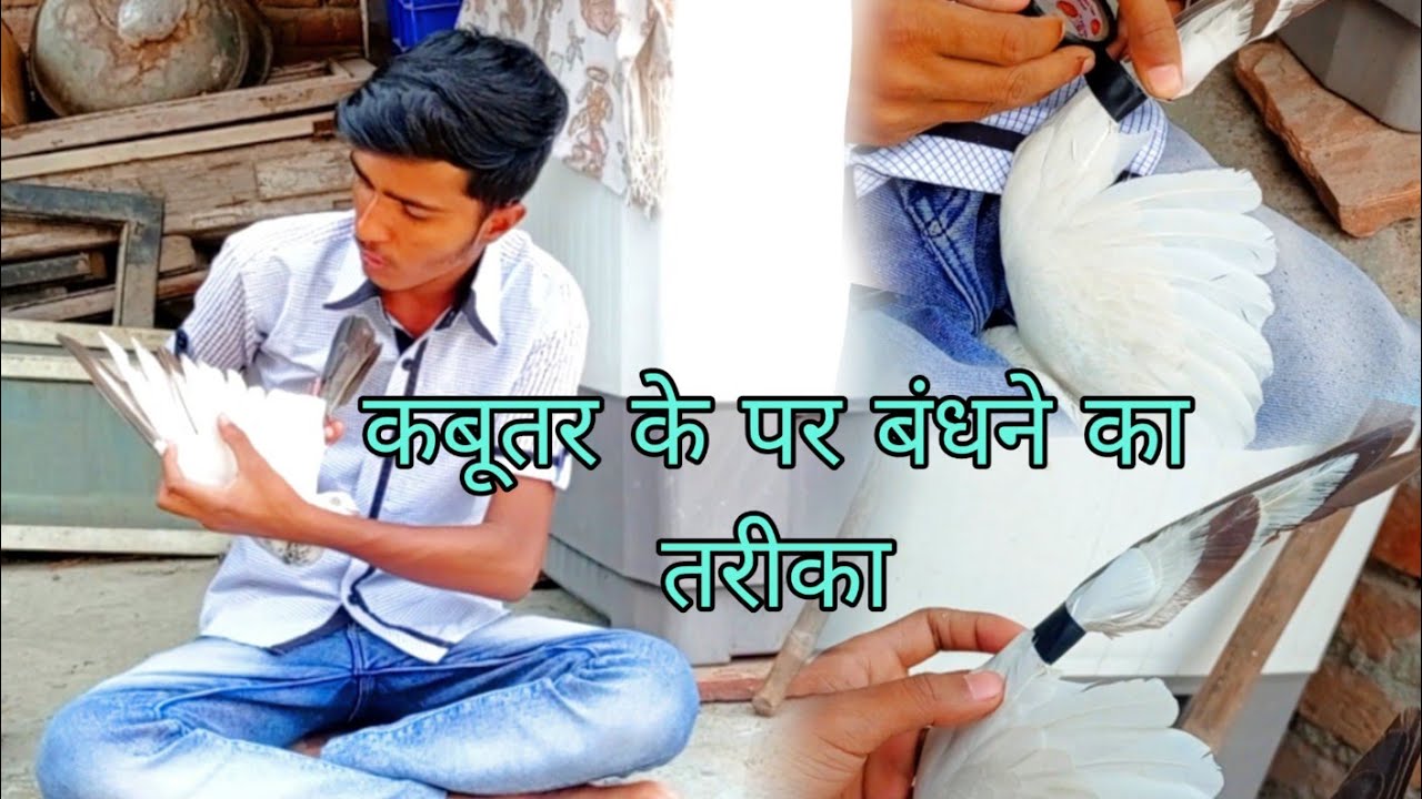 kabootar ke par kaise bandhe tape se || कबूतर के पर कैसे बंधे ||