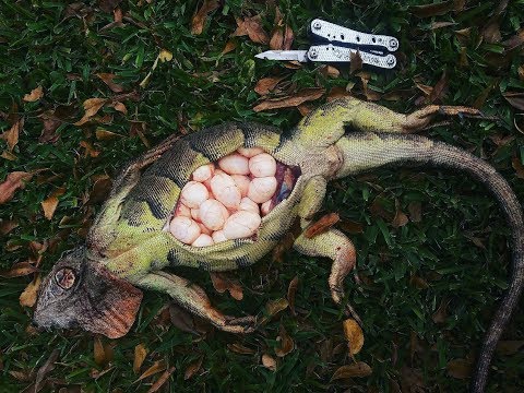 Catch and Cook Iguana Egg Omelettes! Catching Breeding Iguanas in Florida!!