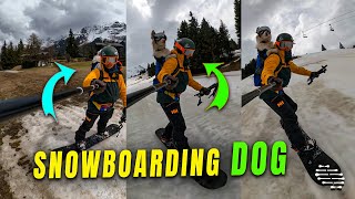 Snowboarding Session with a Lively Dog Companion