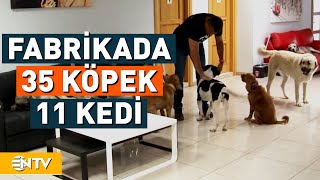 Fabrikayı 35 Köpekle Paylaşıyorlar | NTV