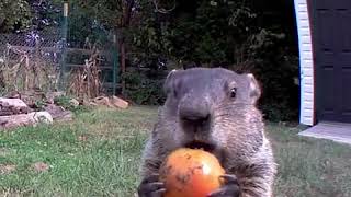 偷菜的地鼠吃甜瓜，還對著監控鏡頭，笑死了。