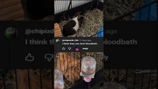The Guinea Pig plays GD again