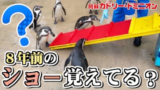 年前ショーに出ていたペンギンたちに、当時の芸をさせたら奇跡が起きました