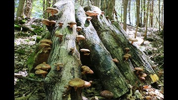 (*) Shiitake Mushroom Logs: Growth Time-lapse and Basic Setup