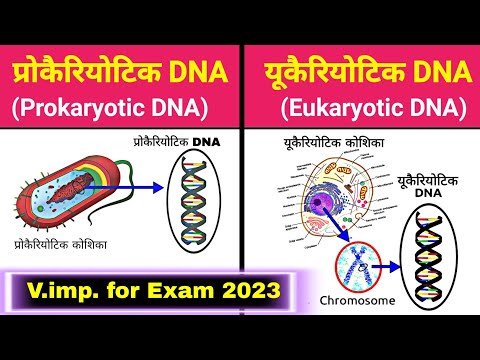 वीडियो: क्या प्रोकैरियोटिक कोशिकाओं में प्लास्मिड डीएनए होता है?