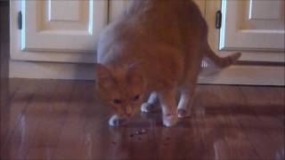 2 Adorable Cats Eating Bacon!