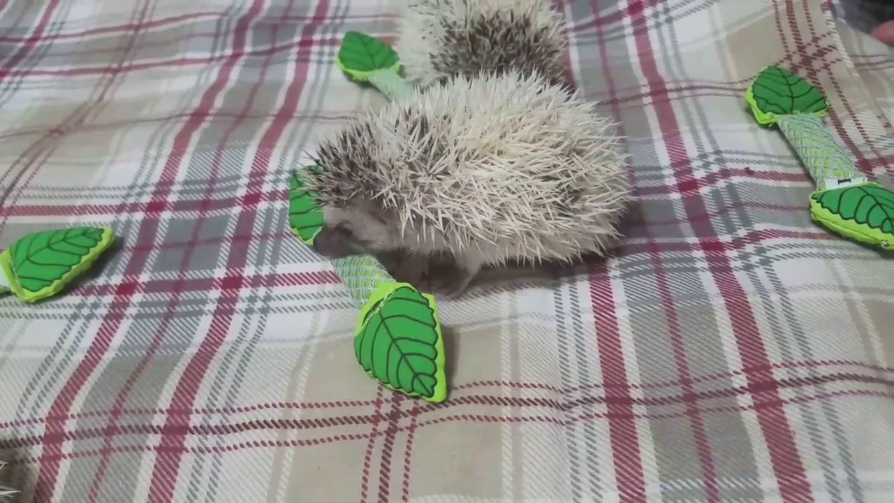 Baby Hedgehogs First Mint Stick YouTube