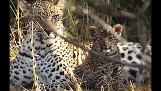 Mother leopard and cub playing for 4 minutes! by Neil Whyte 717 views 9 months ago 3 minutes, 57 seconds