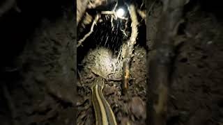 POV A Garter Snake Reveals a Hidden Underground World#shorts#shortsvideo#shortsviral#pov#povanimal