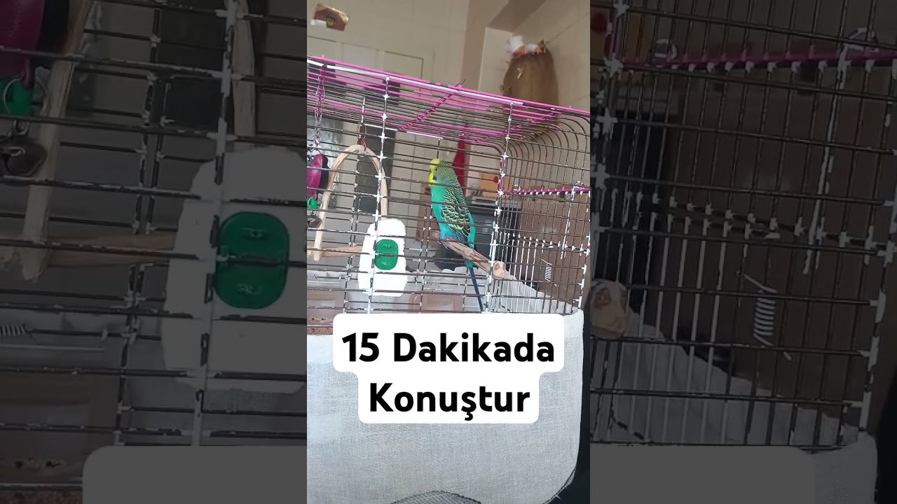 Günde 15 Dakika Dinleterek Konuşturun #muhabbetkuşu #muhabbetkuşufıstık #birds